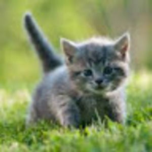 Meet your Posher, Dj